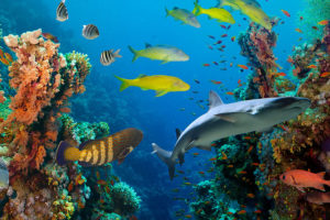 tropical fish in aqaurium