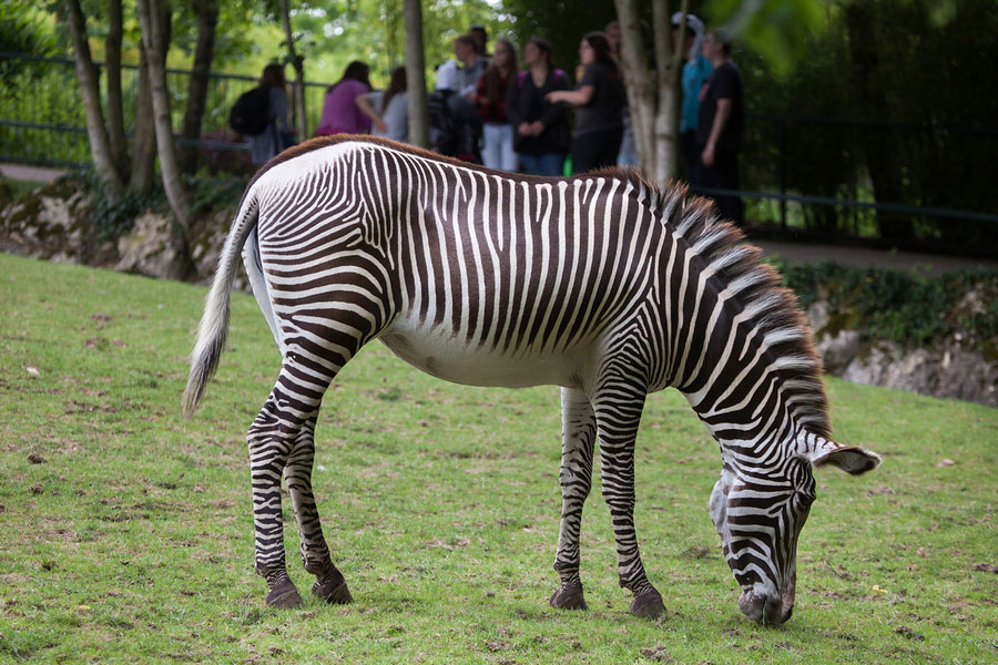 zebra eating grass in its enclosure