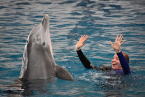 Dolphin show at the National Aquarium in Baltimore, Maryland,