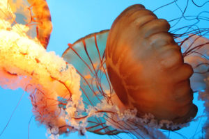 jellyfish in an aquarium